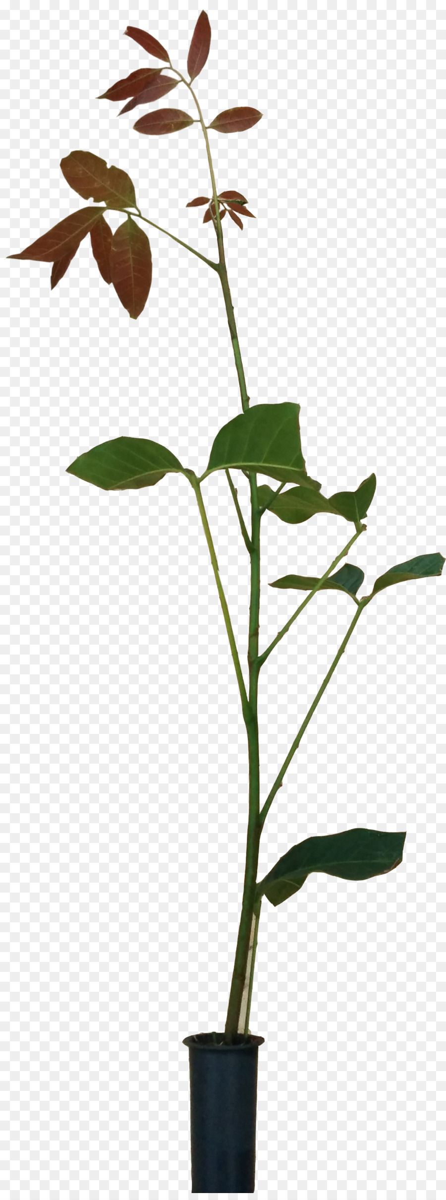 Zweig, Blumentopf, Pflanze, Stamm Blatt - Blume