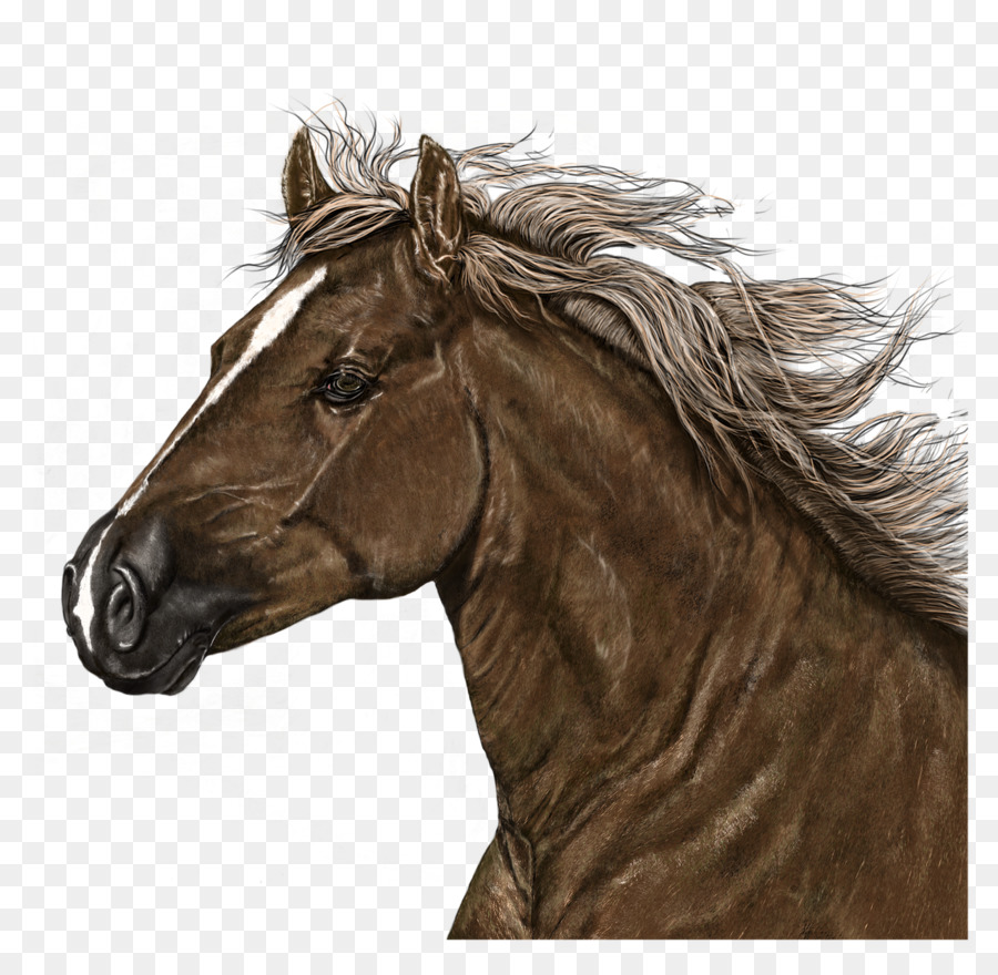 American Paint Horse Mustang Mane Stallone Disegno - mustang