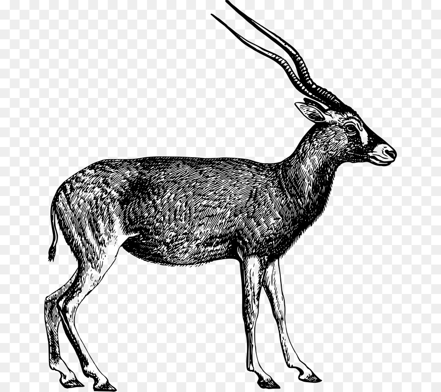 Antilope Clip art - Antilope Saiga