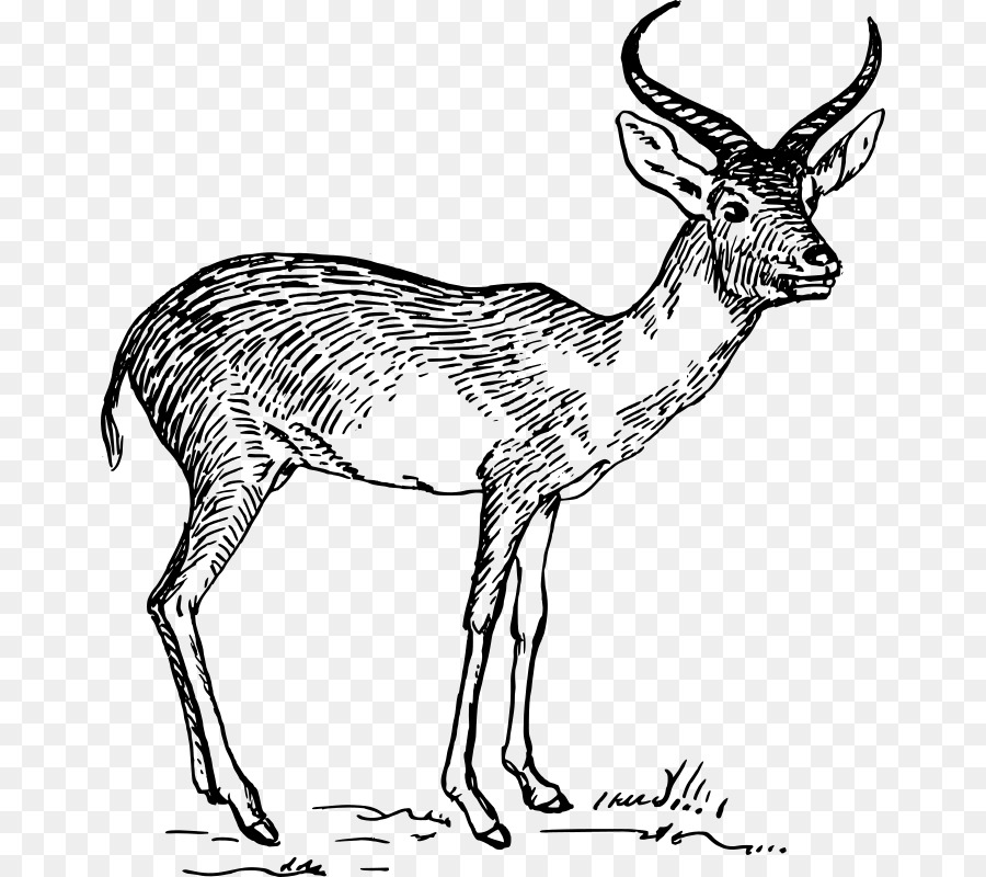 Pronghorn Antelope Gazelle Zeichnung Clip art - Gazelle