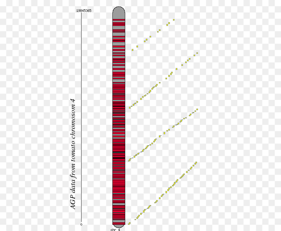 Angolo Di Linea Cromosoma 4 Font - linea