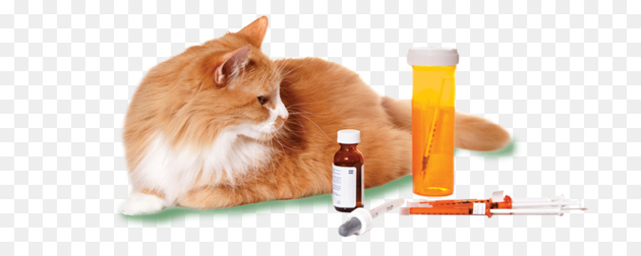 Hund, Katze, Tierarzt, Pharmazeutische Drogen, Medizin - Hund