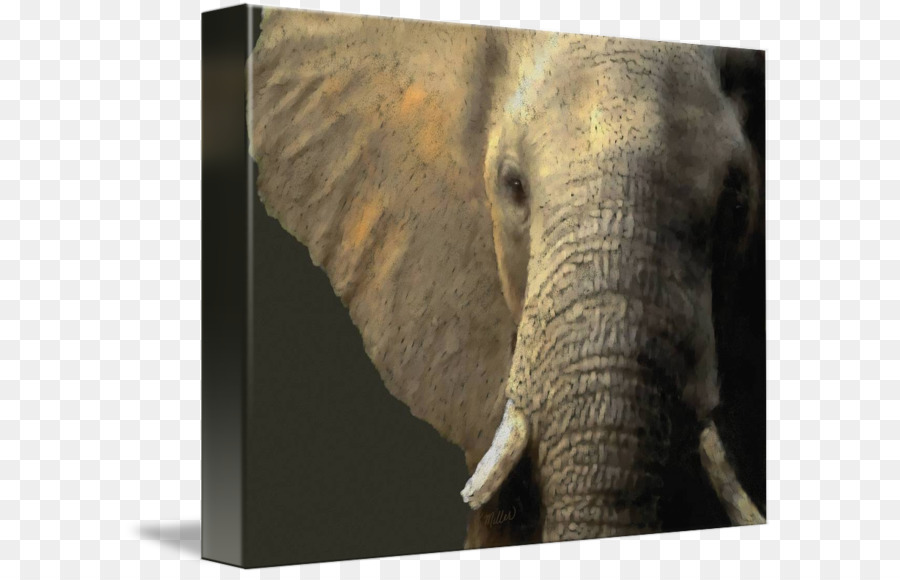 Indischer Elefant afrikanischer Elefant Stoßzahn Wildlife Elephantidae - Indien