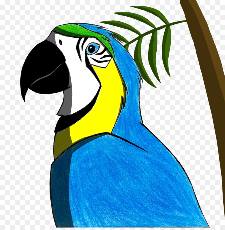 Macaw Pappagallo Becco Di Tucano Piuma - pappagallo