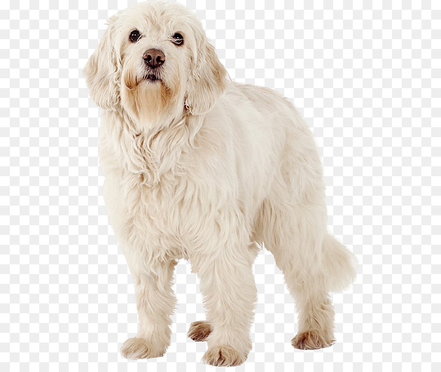 Cockapoo Petit Basset Griffon Vendeen Maltese cane Cucciolo di Labrador Retriever - cucciolo