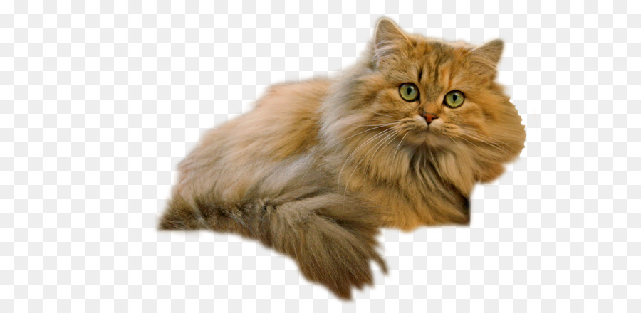 Gatto persiano Asiatici a pelo Semi-lungo gatto Siberiano Cymric, British a pelo Semi-lungo - British Shorthair