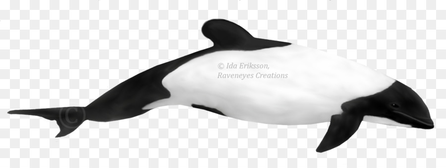 Becco corto delfino comune di Focene Dentata balena, delfino di Hector - whitebeaked delfino