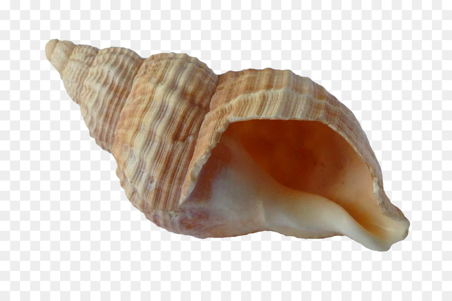 Conchiglia di Mollusco shell Cockle Shell beach - conchiglia