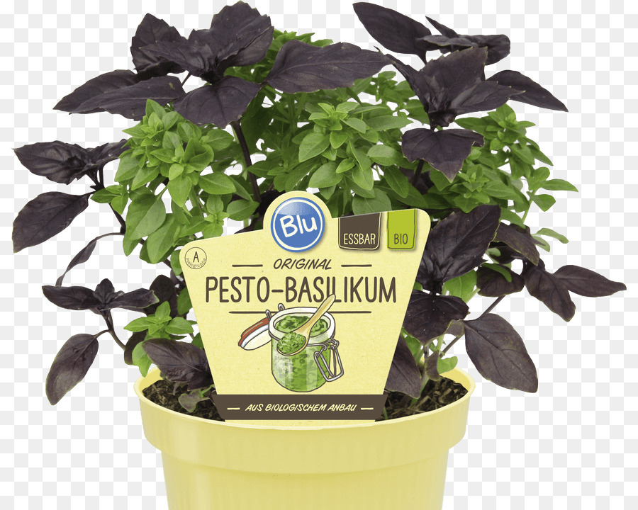 Basilikum-Pesto Raised-bed gardening-Gemüse - Genovese basilikum