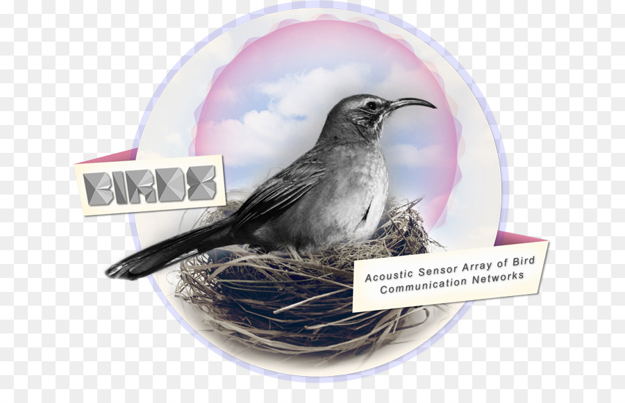 Wren Schnabel Bird nest amerikanischen Spatzen - Vogel