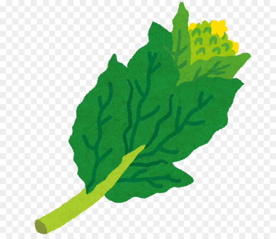 Frühling Grüns 油菜 Saisonale Lebensmittel Fuki - pflanzliche