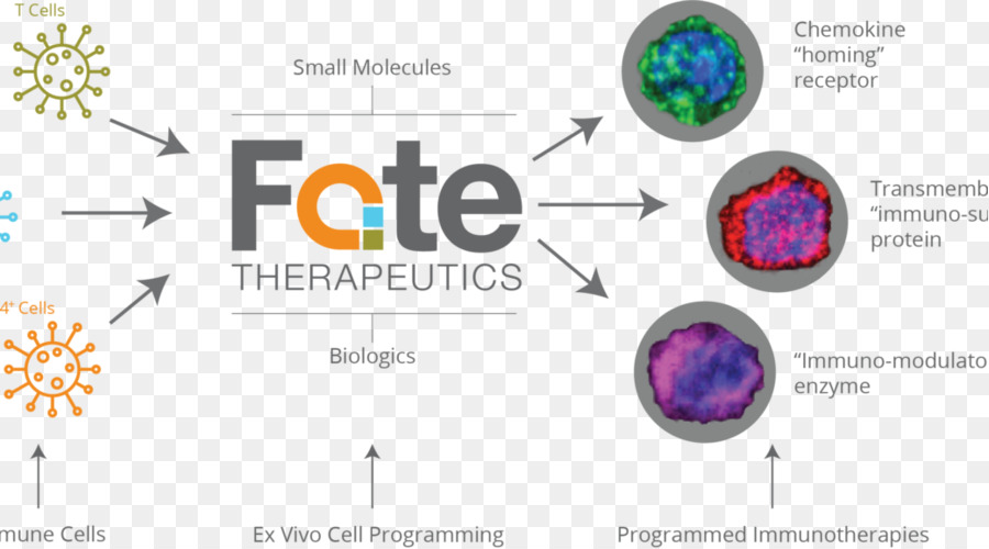 Cell Fate Therapeutics-Funktion Biologie - Programmiertes Zelltod Protein 1