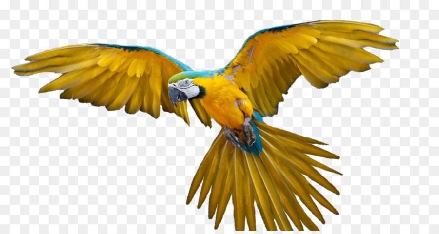 Uccello pappagallo di volo a volo d'Uccello Ara - pappagallo