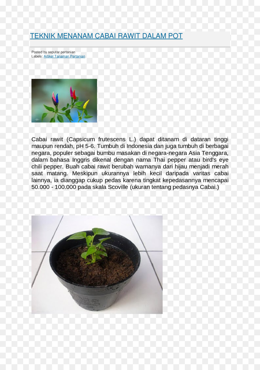 Blumentopf Kraut Zimmerpflanze - Design
