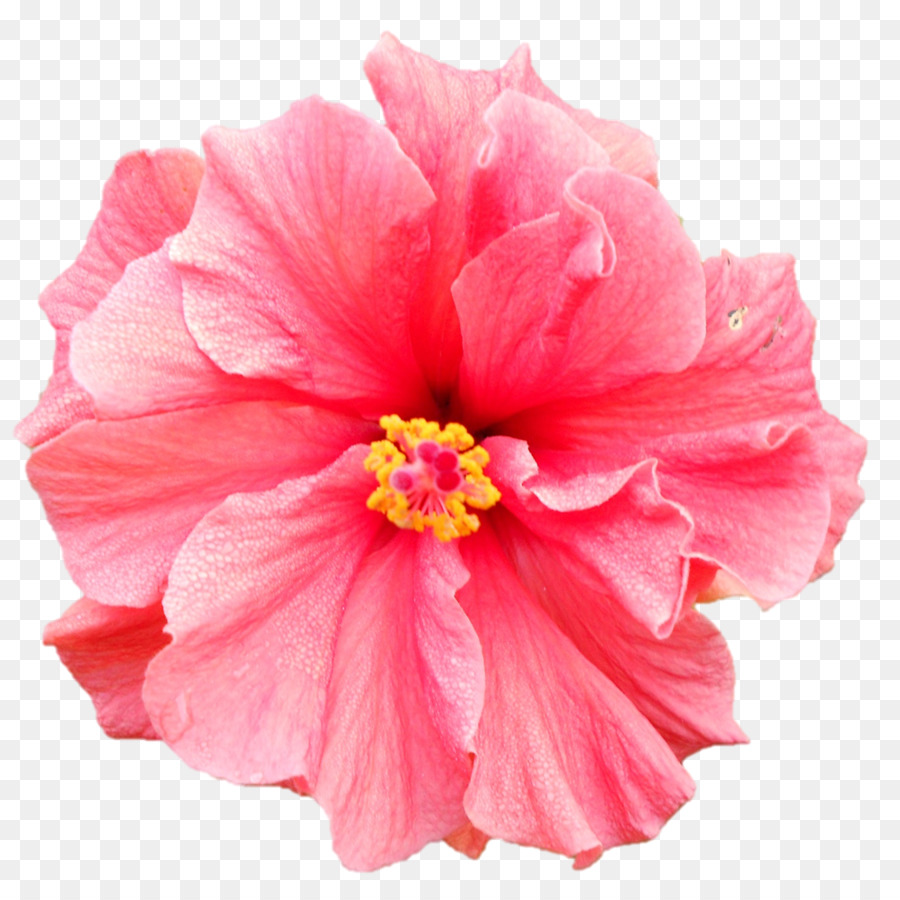 Dahlia Hoa Clip nghệ thuật - hoa