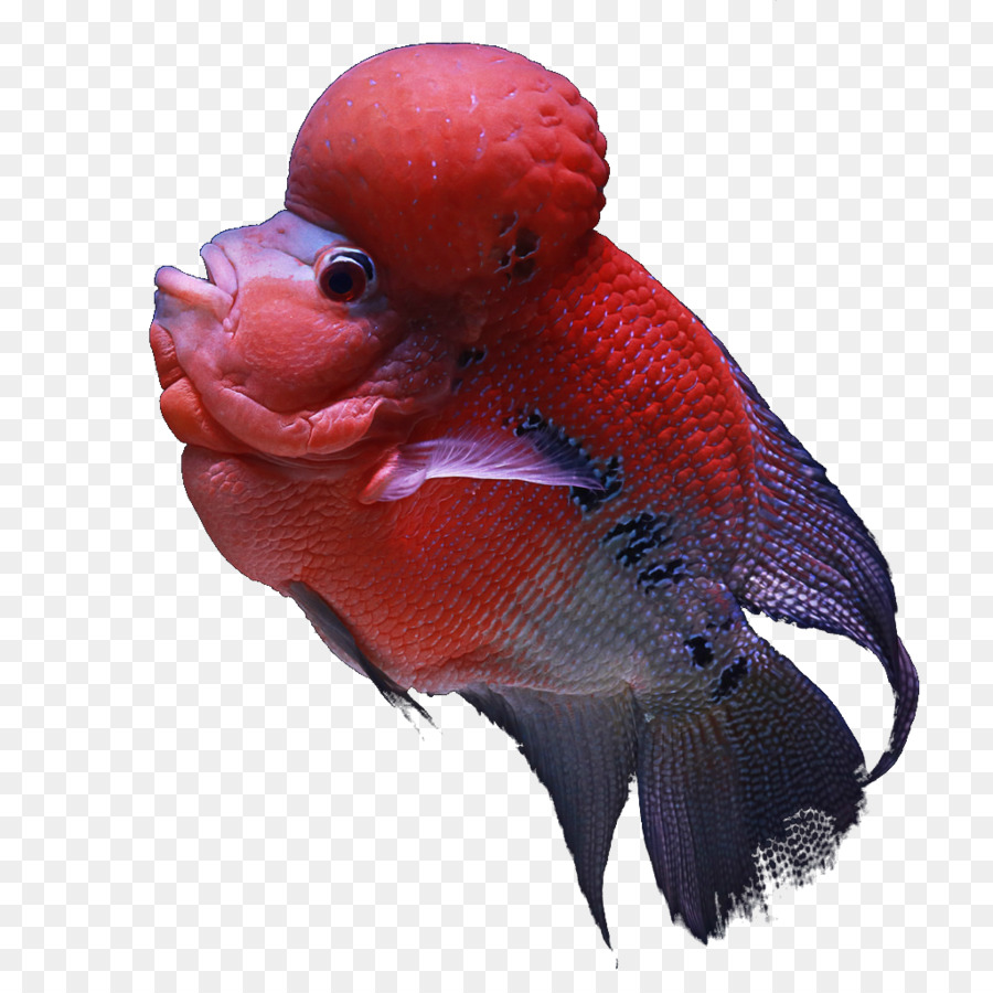 Koi Aquarium Fisch Indien, Tropische Fische - Fisch