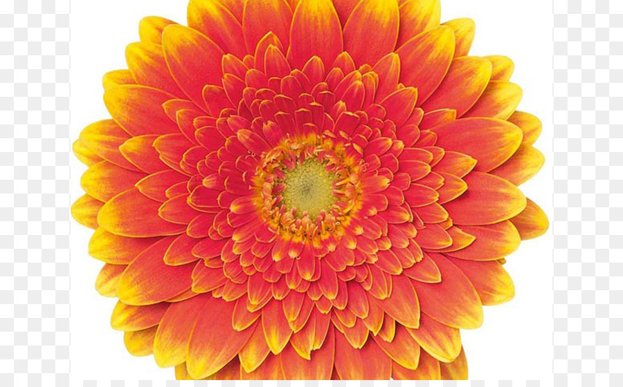 Transvaal daisy Cắt hoa Cúc, Màu sắc của Thiên nhiên Dahlia - đồng tiền hải quân