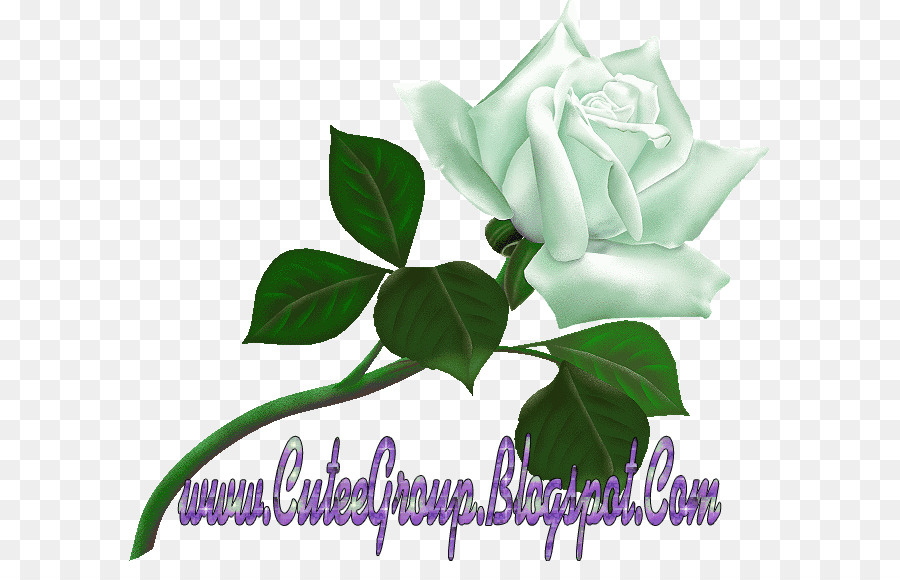 Desktop Hintergrundbild Rose - Rose