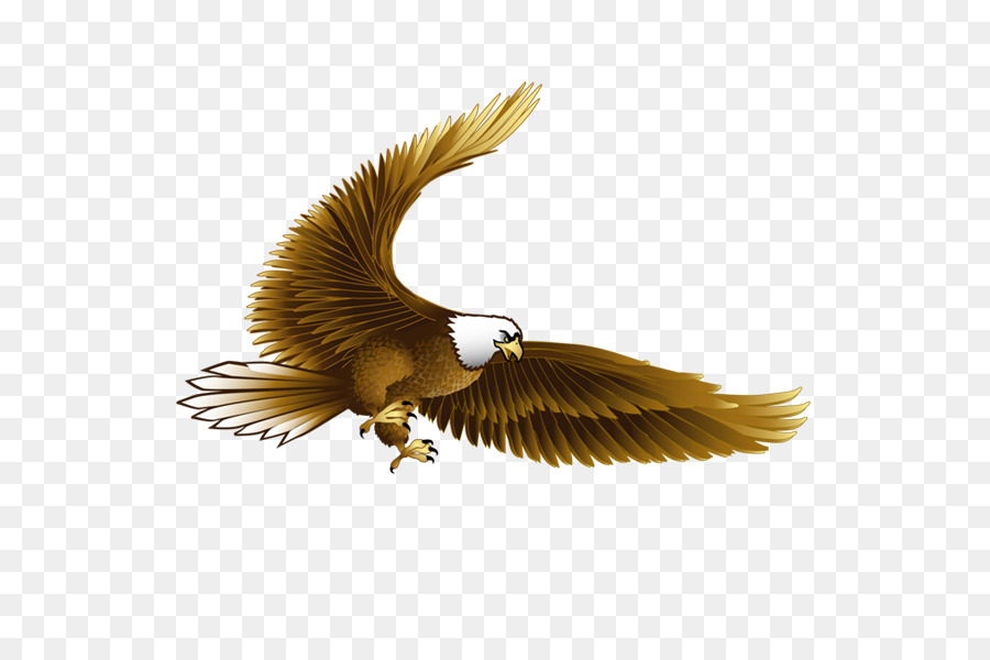 Vogel, Weißkopfseeadler Hawk - Pushup