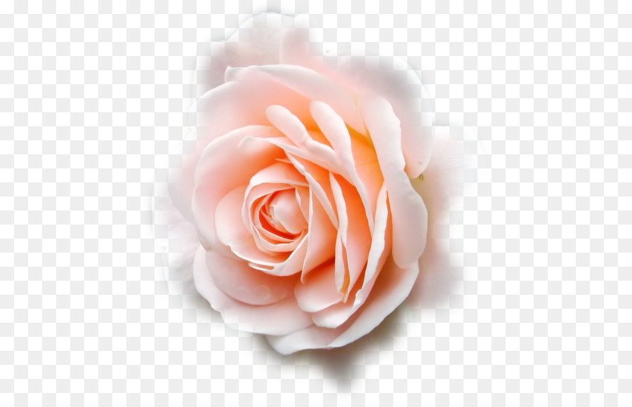 Giardino di rose rose Cavolo Inchiostrata Con Amore Floribunda fiori recisi - Tulip