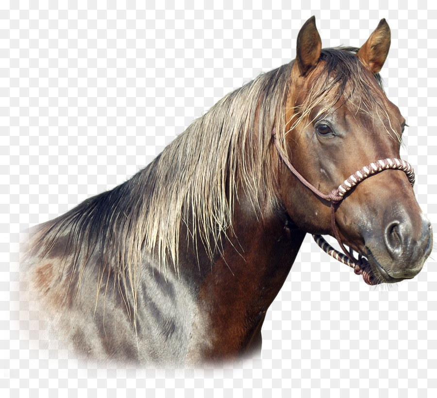 American Quarter Horse Mane Halfter Stute Fohlen - andere