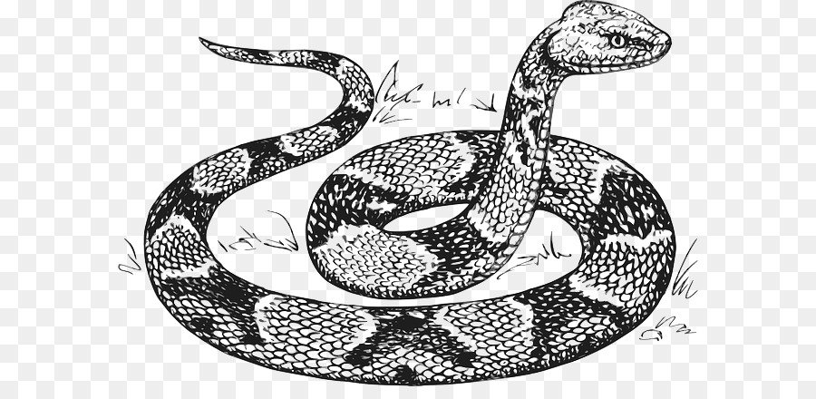 Schlange Schlangen Reptil Clip art - Schlange Skala