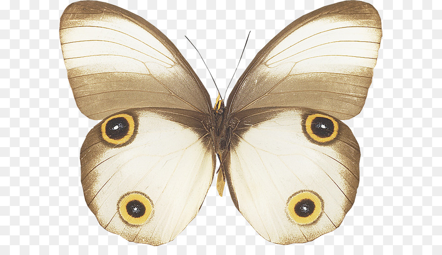 Wandtattoo-Schmetterling-Aufkleber-Motte - Schmetterling