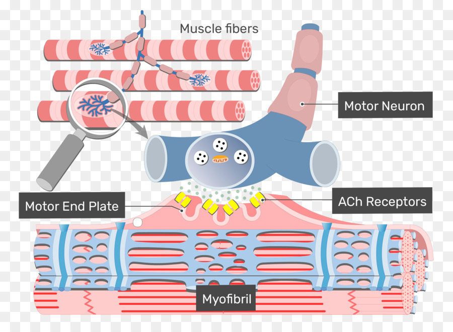 Muscle Contraction Text