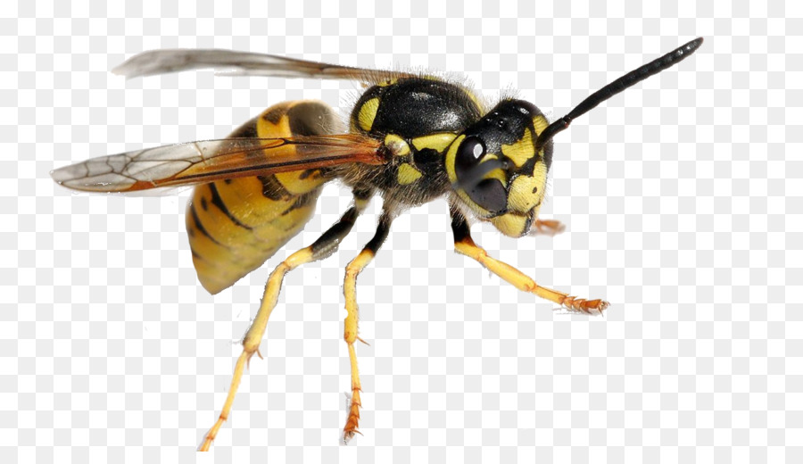 Caratteristiche comuni vespe e le api Caratteristiche comuni vespe e le api Calabroni disinfestazione - ape