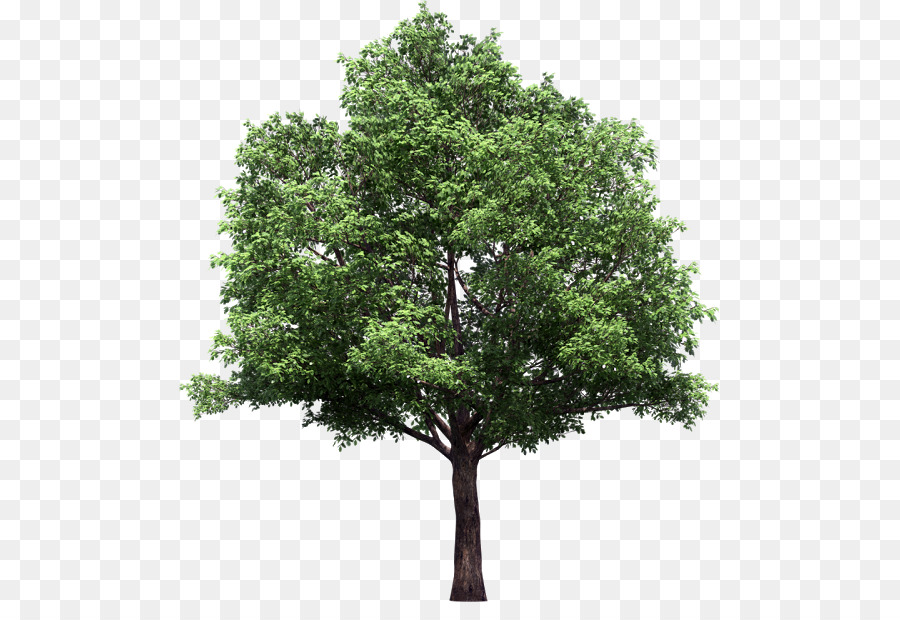 Narra di Palissandro, legno di sandalo Rosso Albero - albero