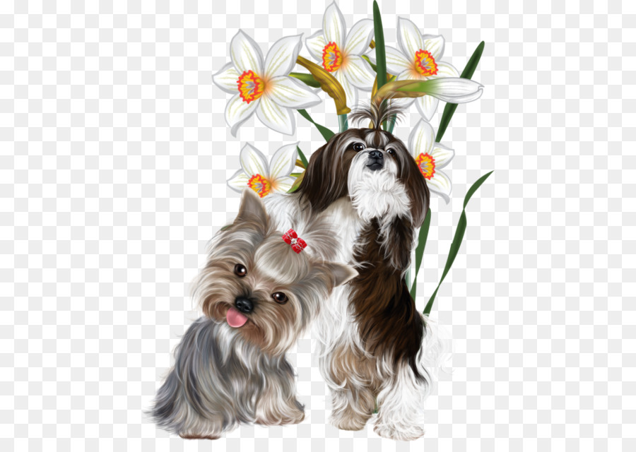Yorkshire Terrier con Chó con Chó Papillon con chó Shih Tzu - con chó con