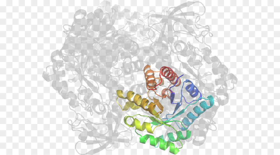 Organismus Clip art - Pyruvat kinase