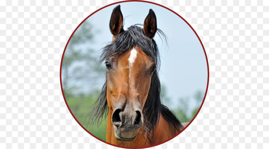 Mustang Con Ngựa Pony Bác Sĩ Thú Y Kiềm - mustang