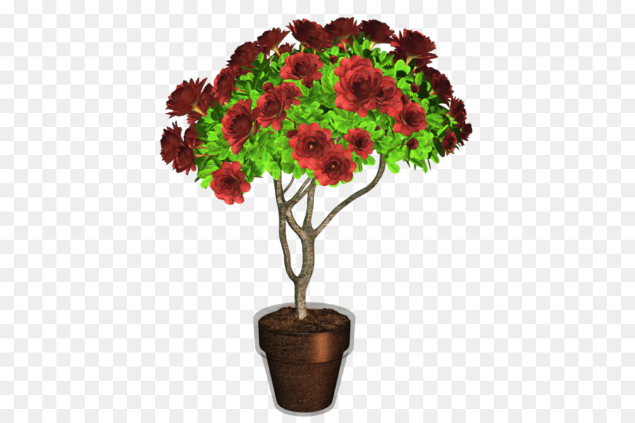 Blumentopf Pflanze-Chrysantheme - Anlage