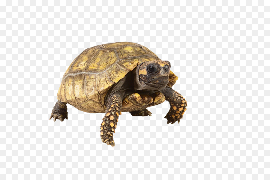 Box Schildkröten, Schildkröte, Reptil, Tier - Tortuga