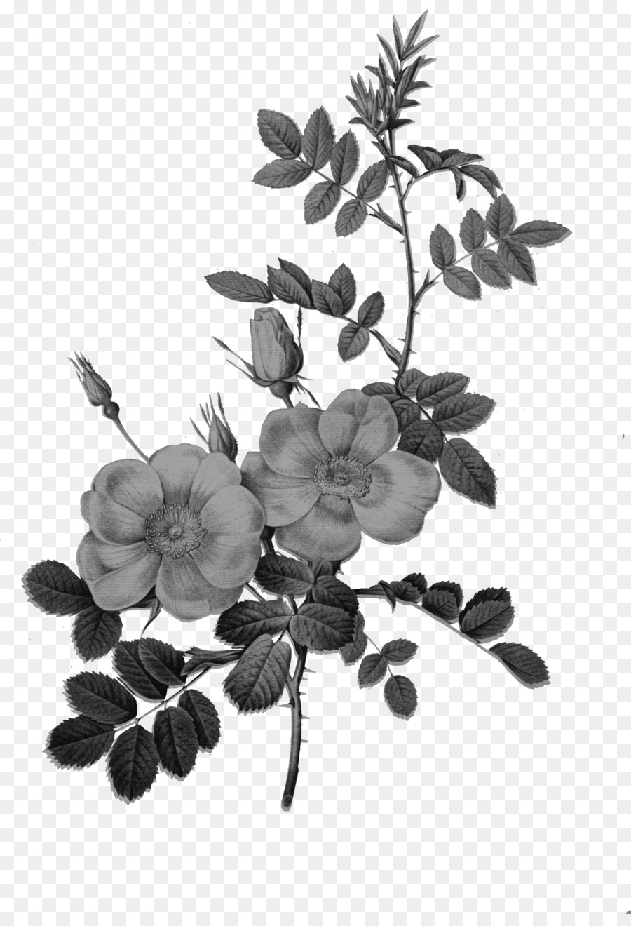 Les roses illustrazione Botanica Disegno di abbigliamento Vintage - Antico