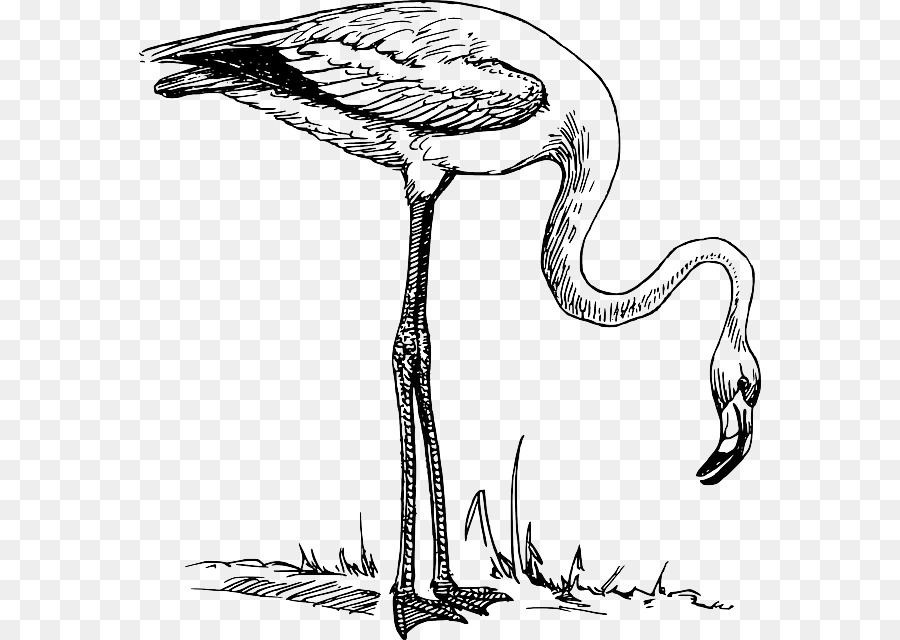 Flamingo-Zeichnung Vogel Schwarz und weiß-clipart - Flamingo