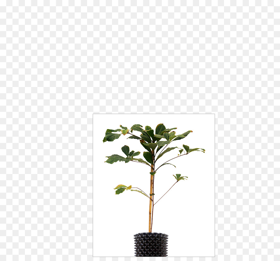 Un ramoscello di Fiori pianta d'appartamento staminali Vegetali a Foglia - Comune merlo