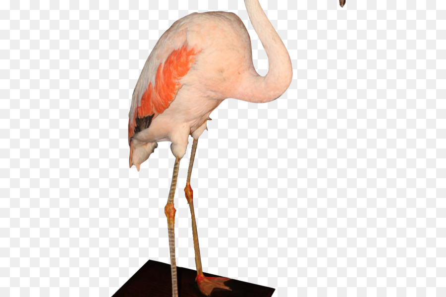 Pink Flamingo