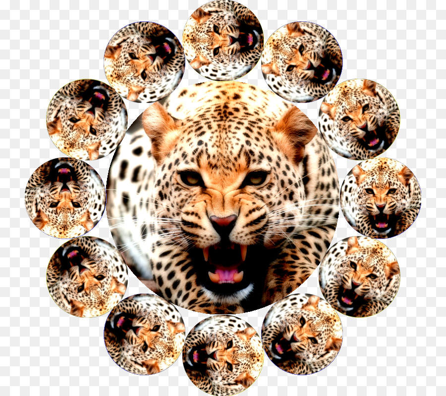 Leopard Jaguar Gepard Farbe - Leopard