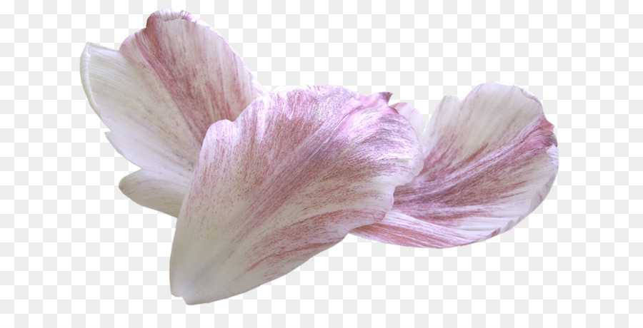 Petal Flower Clip Art - Weißes Blütenblatt