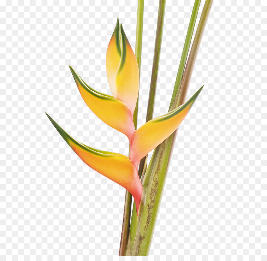 Heliconia bihai Vogel-von-Paradies Blume Pflanze Costus - andere