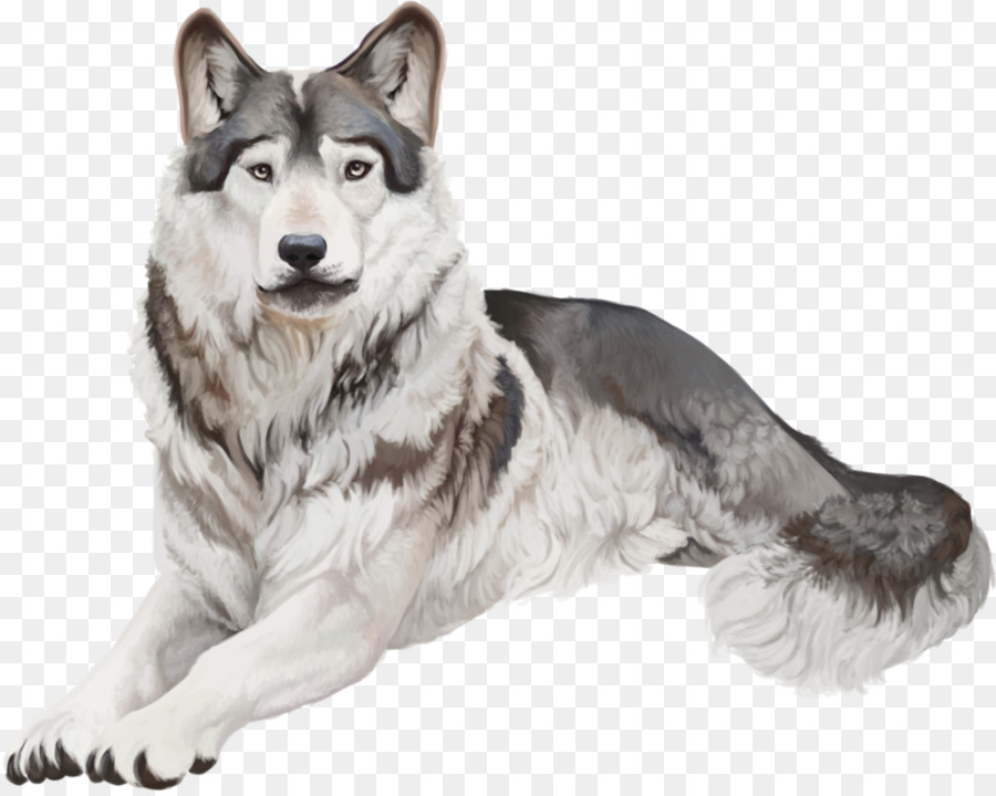 Saarloos Wolfshund Siberian Husky Tamaskan Hund tschechoslowakische Wolfshund East Siberian Laika - Archie
