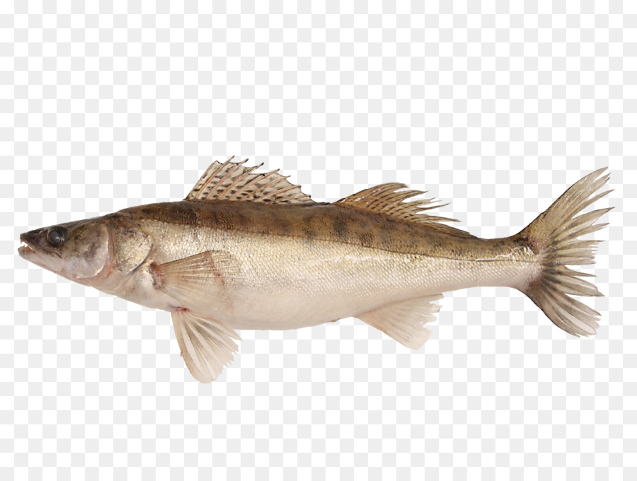 Cod Barramundi cá Rô Cá sản phẩm Bass - cá