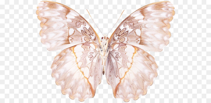 Tằm bướm giáp Bướm Moth Sinh ra một lần nữa - Linda Peters