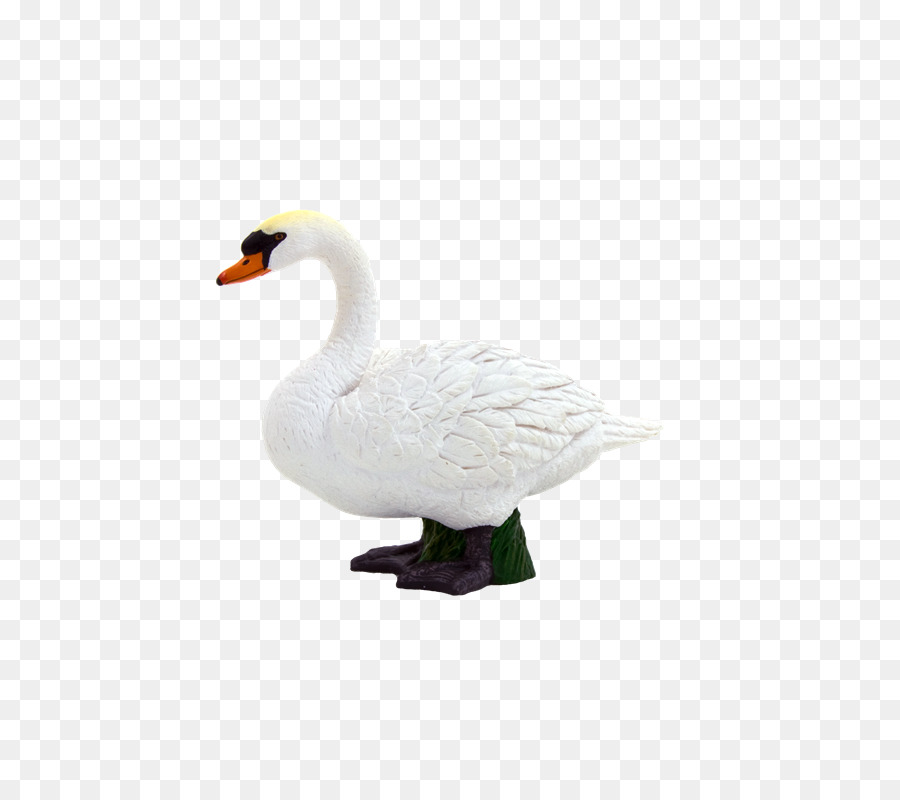 Höckerschwan Goose Duck Pony Cygnini - Sal