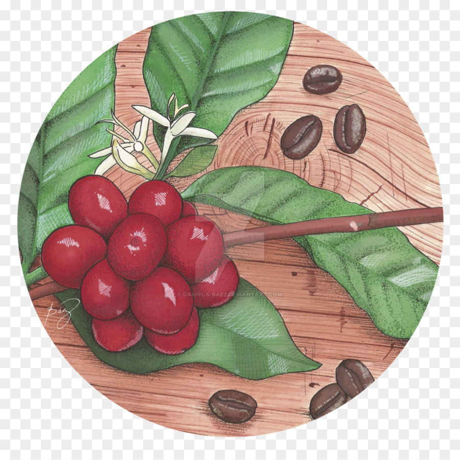 Cranberry-Arabica-Kaffee Art-Deco - Kaffee Samen