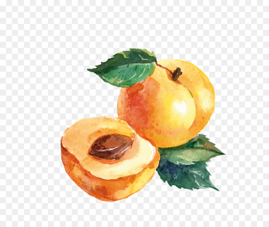 Aquarell Malerei Zeichnung Apricot - Malerei