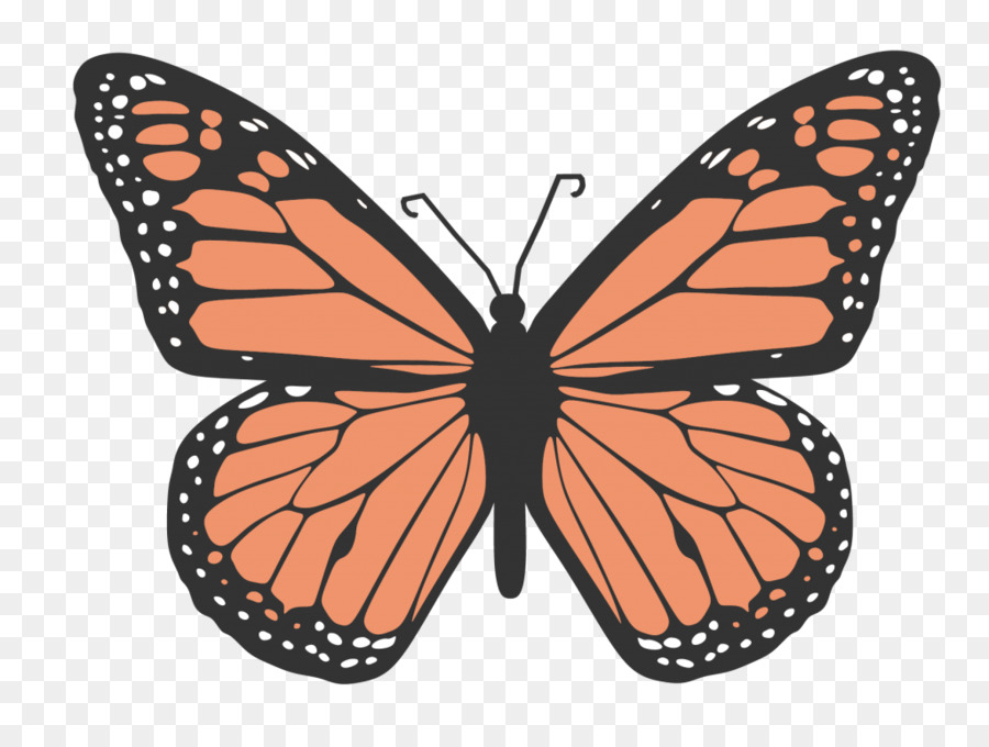 Farfalla monarca Disegno Clip art - farfalla