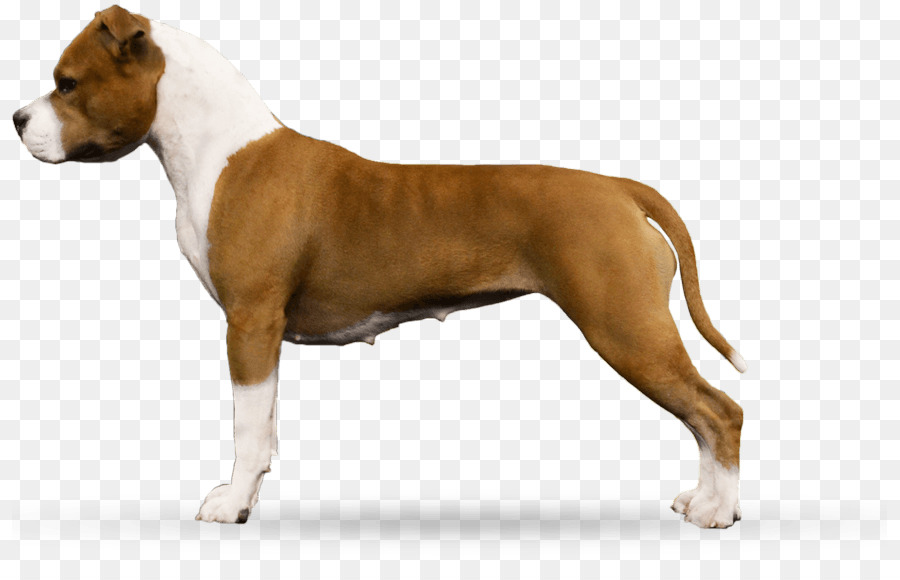 American Staffordshire Terrier American Pit Bull Terrier Cane di razza Staffordshire Bull Terrier - cucciolo
